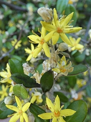 Corokia cotoneaster