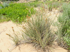 Spinifex sericeus