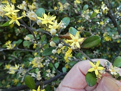 Corokia cotoneaster