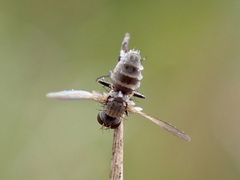 Entomophthora muscae