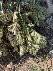 Geum triflorum ciliatum