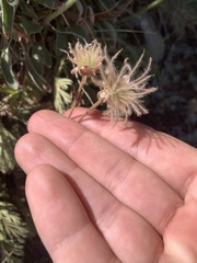 Geum triflorum ciliatum