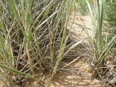 Spinifex sericeus
