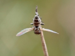 Entomophthora muscae