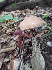 Tylopilus badiceps