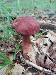 Tylopilus badiceps