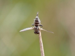 Entomophthora muscae