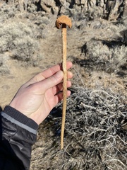 Battarrea phalloides