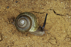 Camaenidae