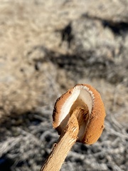 Battarrea phalloides