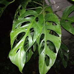 Monstera