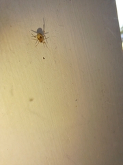 Cryptachaea veruculata