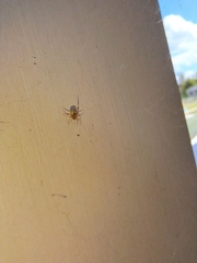 Cryptachaea veruculata