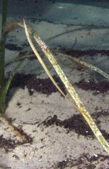 Stigmatopora narinosa