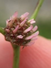 Trifolium glomeratum