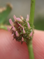 Trifolium glomeratum