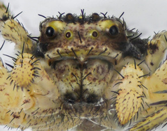 Xysticus
