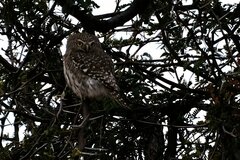 Glaucidium perlatum