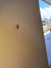 Cryptachaea veruculata