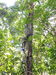 Wittmackia lingulata