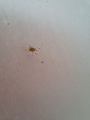 Cryptachaea veruculata