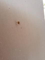 Cryptachaea veruculata