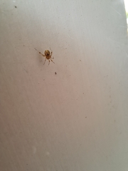 Cryptachaea veruculata