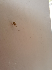 Cryptachaea veruculata