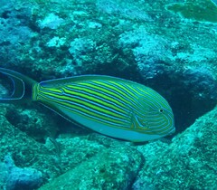 Acanthurus lineatus