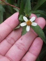 Bidens odorata