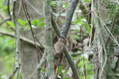 Dendrocolaptes sanctithomae