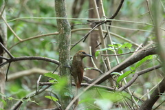 Dendrocolaptes sanctithomae