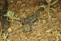 Lucasium steindachneri