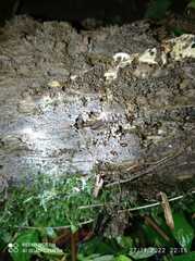 Cylindroiulus punctatus