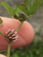Trifolium glomeratum