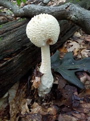Amanita rhopalopus