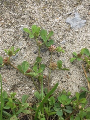 Trifolium glomeratum