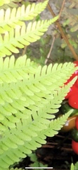 Thelypteridaceae