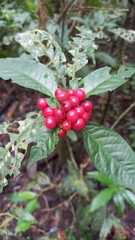 Callicarpa randaiensis
