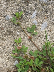 Trifolium glomeratum