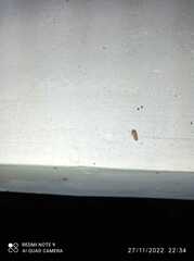 Curtara insularis