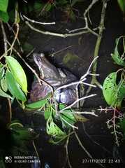 Lithobates maculatus