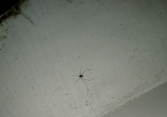 Crossopriza lyoni