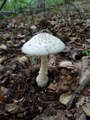 Amanita media
