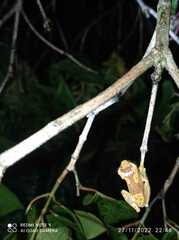 Dendropsophus ebraccatus