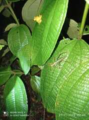 Ischnomela pulchripennis