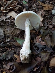 Amanita media