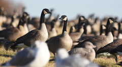 Branta canadensis