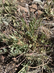 Lomatium greenmanii