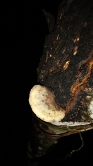 Truncospora ochroleuca